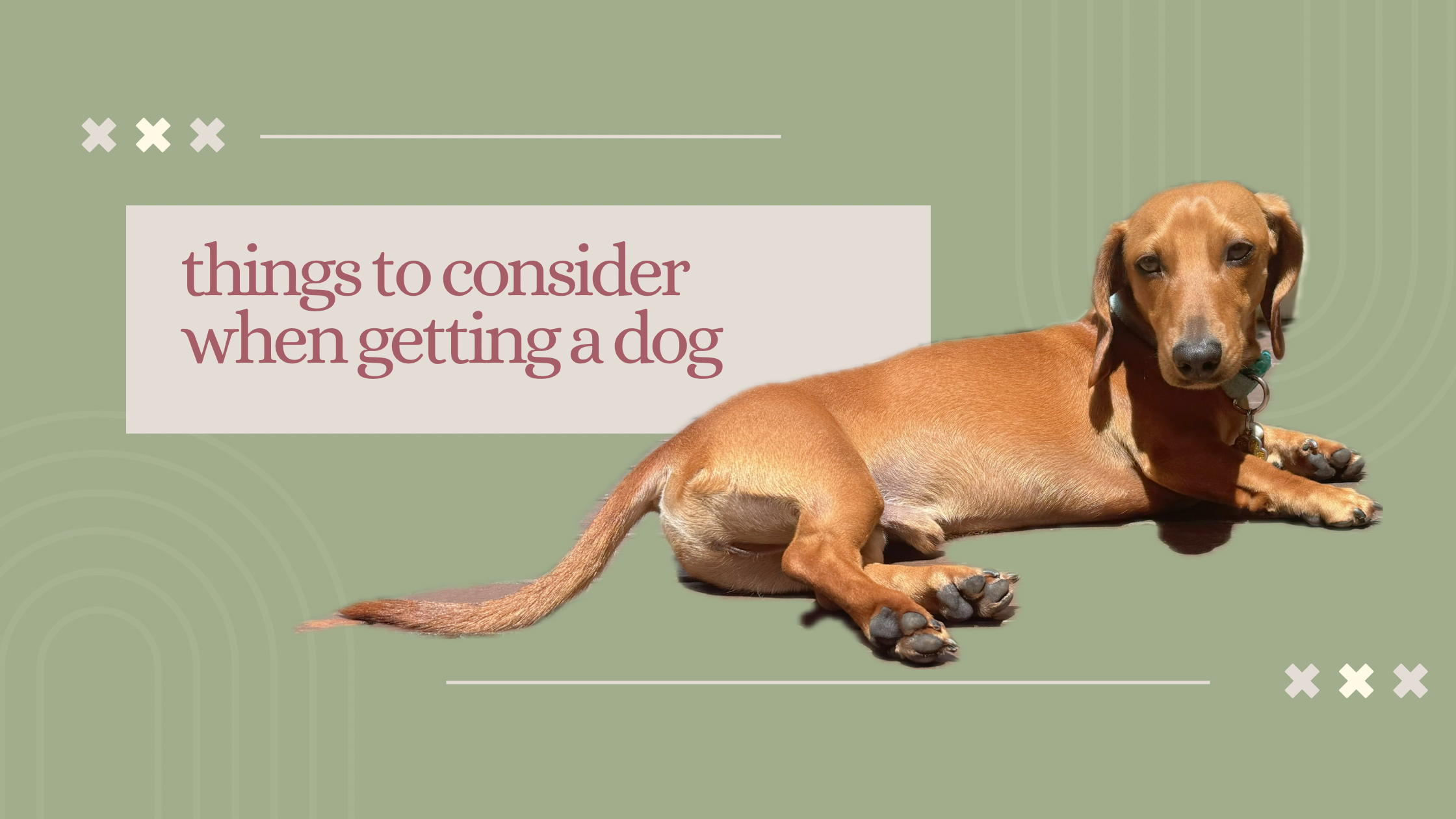 things to consider when getting a dog