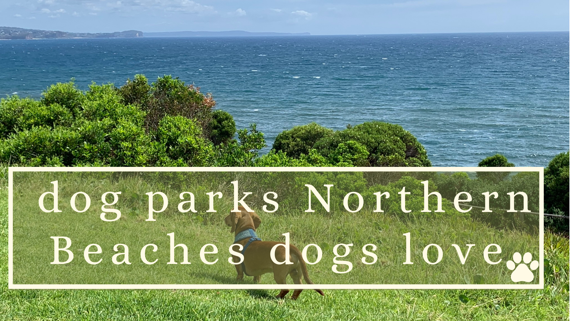 dog parks Northern Beaches dogs love