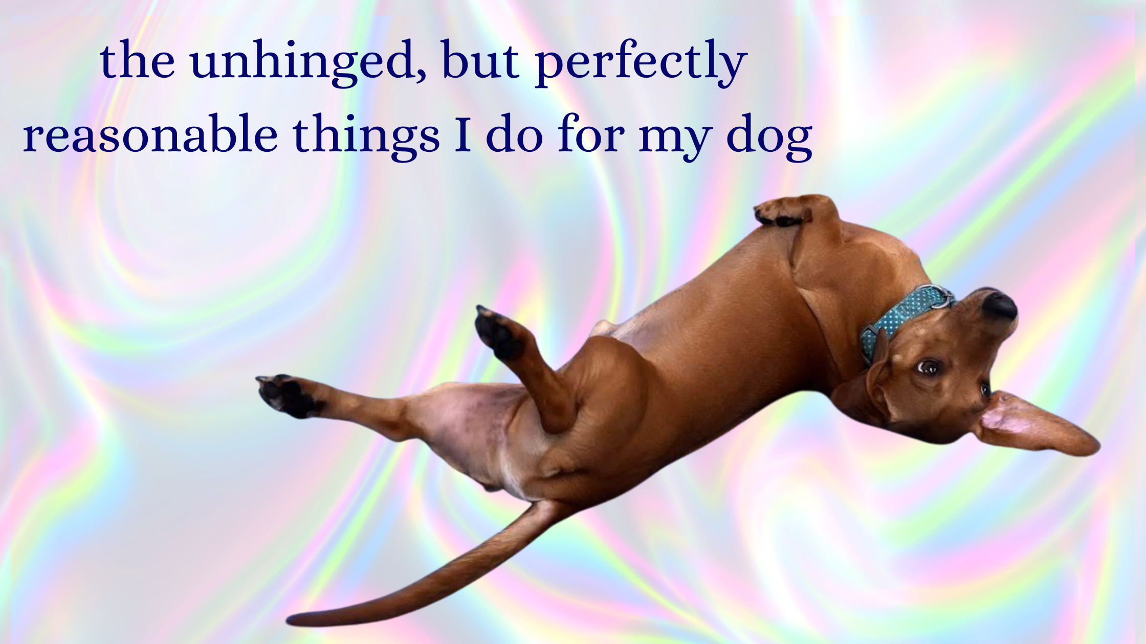 unhinged but reasonable things i do for my dog
